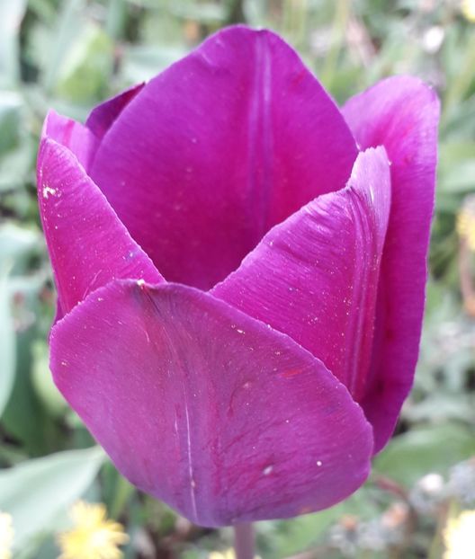  - AAAA_LALELE 2019_2020_2022_2023