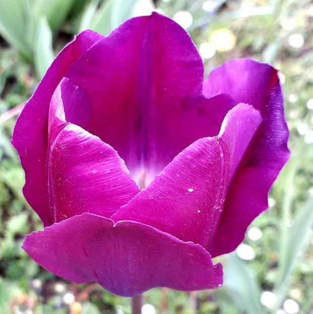  - AAAA_LALELE 2019_2020_2022_2023