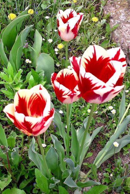  - AAAA_LALELE 2019_2020_2022_2023