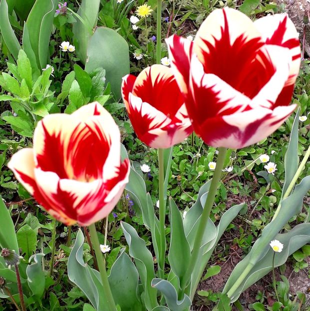  - AAAA_LALELE 2019_2020_2022_2023