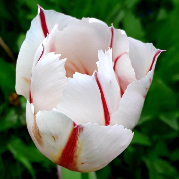  - AAAA_LALELE 2019_2020_2022_2023