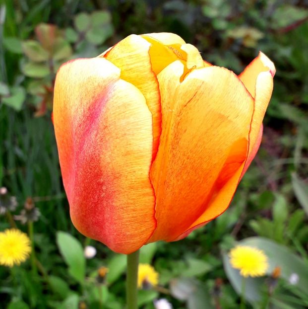  - AAAA_LALELE 2019_2020_2022_2023