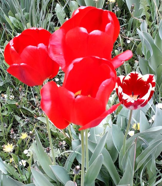  - AAAA_LALELE 2019_2020_2022_2023