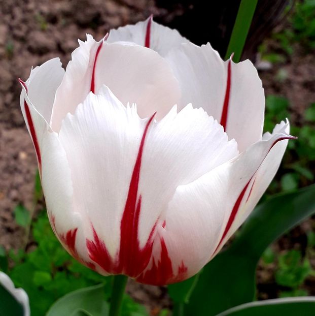  - AAAA_LALELE 2019_2020_2022_2023