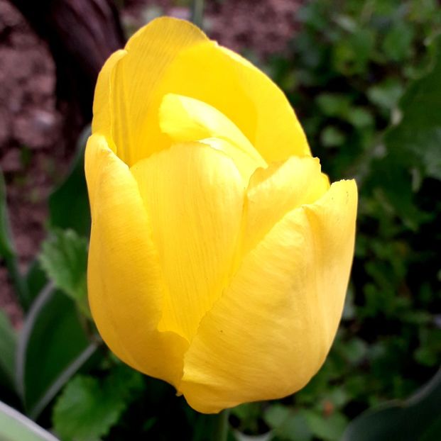  - AAAA_LALELE 2019_2020_2022_2023