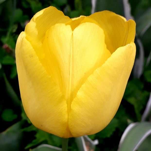  - AAAA_LALELE 2019_2020_2022_2023