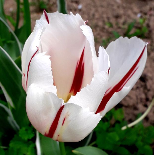  - AAAA_LALELE 2019_2020_2022_2023