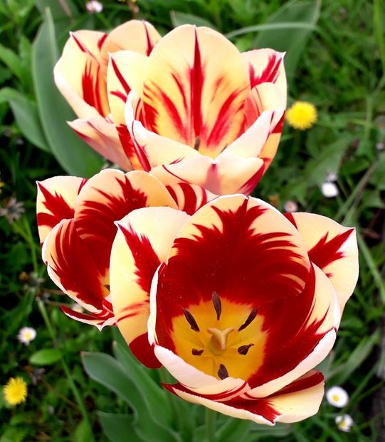  - AAAA_LALELE 2019_2020_2022_2023