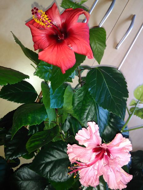  - Hibiscus 2015-2024