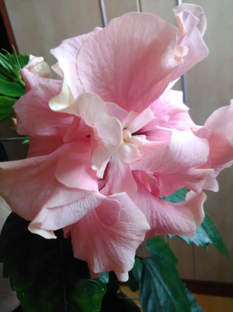  - Hibiscus 2015-2024