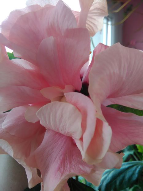 Roz prafuit - Hibiscus 2015-2024
