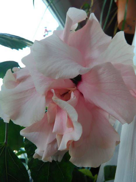 Roz prafuit - Hibiscus 2015-2024