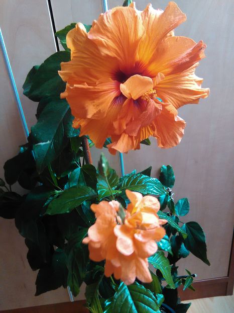  - Hibiscus 2015-2024