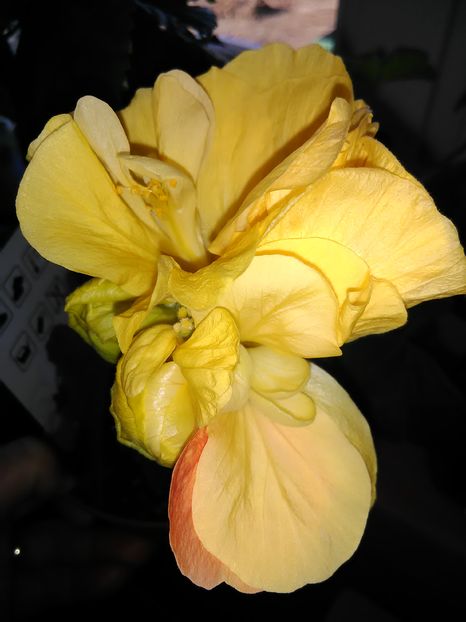  - Hibiscus 2015-2024