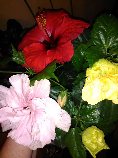  - Hibiscus 2015-2024