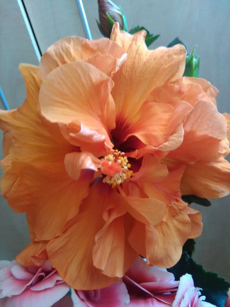  - Hibiscus 2015-2024