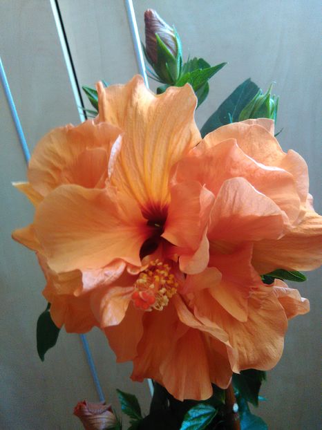  - Hibiscus 2015-2024