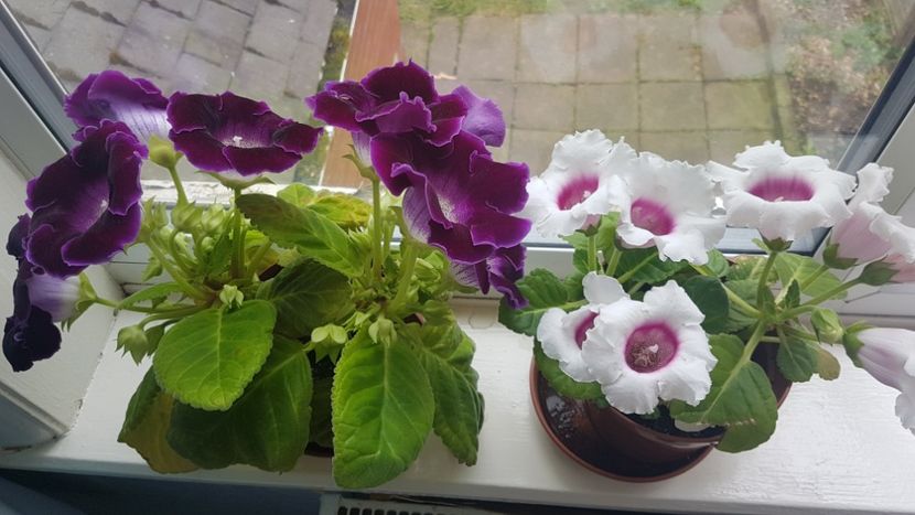  - Florile mele din Anglia