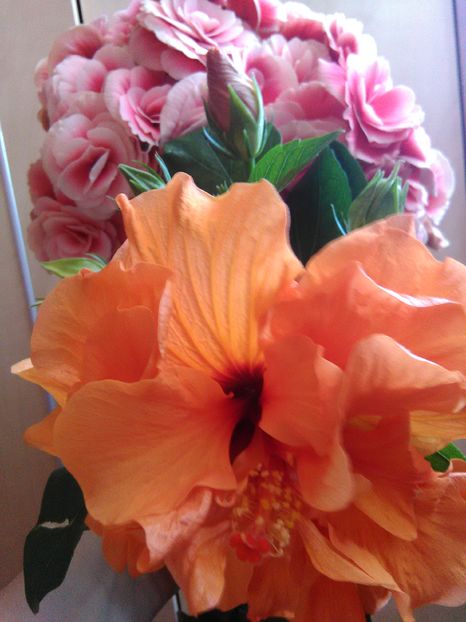  - Hibiscus 2015-2024