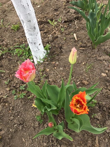 2CEB33D3-5799-4CBF-A1AB-FEEF142EA92E - Gradina 2019