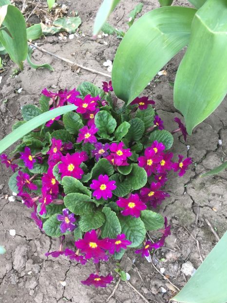 C41BEBFA-6B2B-4634-A110-77468AB901A2 - Gradina 2019