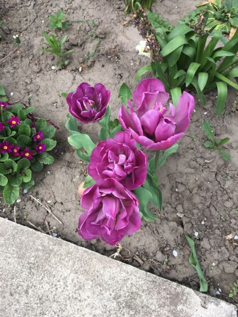 3D5486AA-9D2D-4D4D-95CB-1FF41B8F202A - Gradina 2019