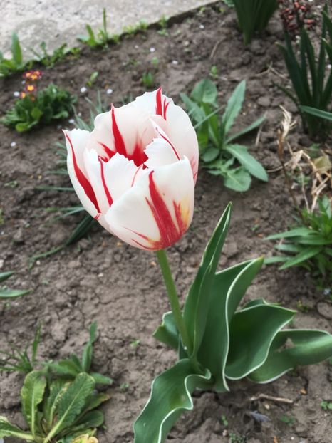 B25D1506-EABC-4D7A-9EA4-4B96B9F1FC42 - Gradina 2019