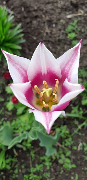  - Simfonia Lalelelor 2019