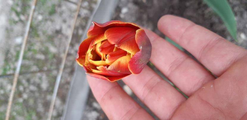  - Simfonia Lalelelor 2019