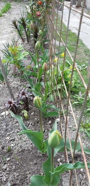  - Simfonia Lalelelor 2019