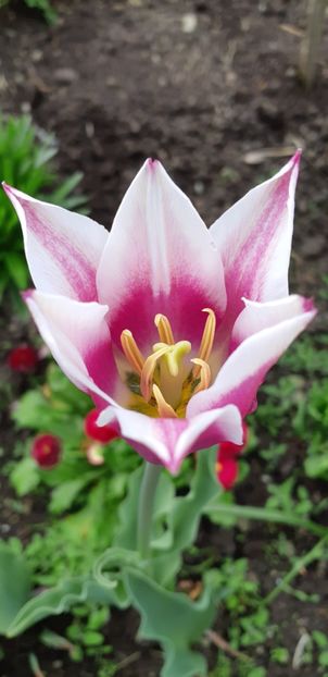  - Simfonia Lalelelor 2019