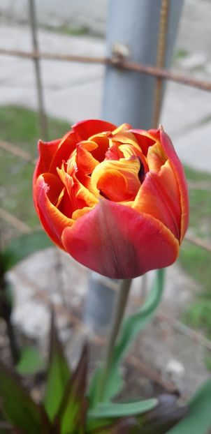  - Simfonia Lalelelor 2019