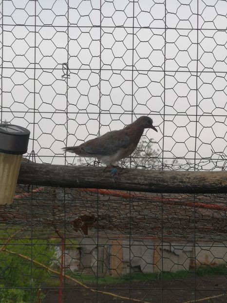 Pui din 2019 05 - Turturele senegal