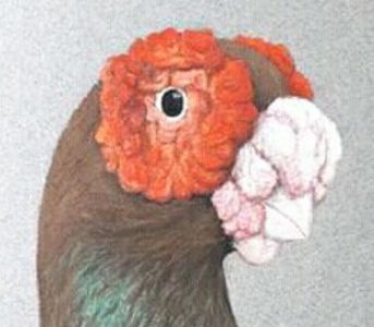  - B E R B E R I  ---    BARBS  PIGEONS