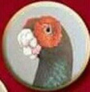 J Pekanovic - B E R B E R I  ---    BARBS  PIGEONS