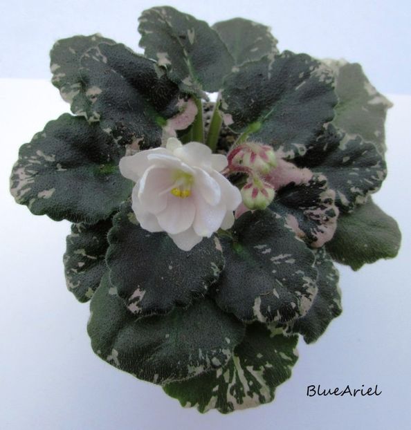 2019 - Rob-s Sugar Cube