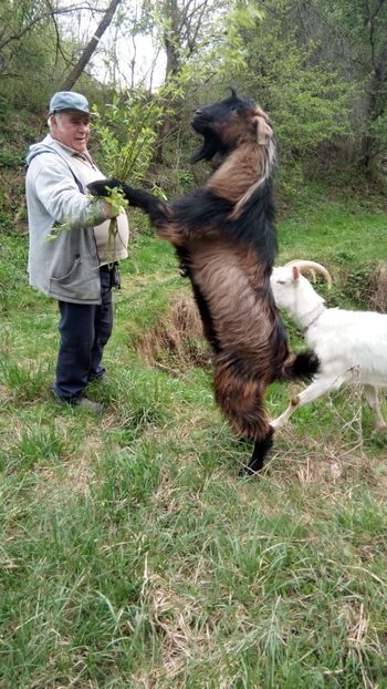 image - 0 a 1 Țap și căpriță din Aprilie 2019