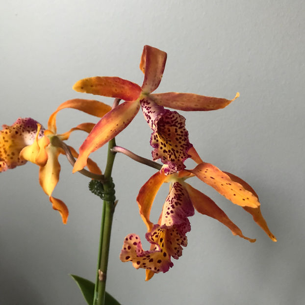  - Plante de interior 2019