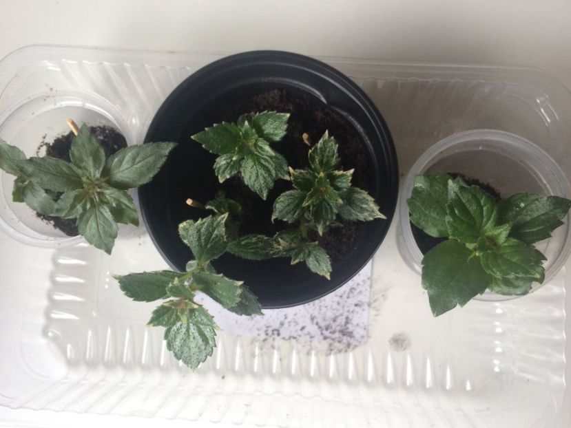 AV, AVs, SC - Comparații