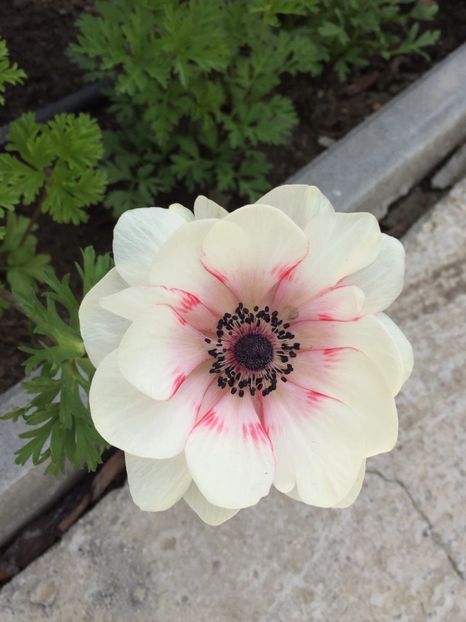 10BF6C49-9994-435E-8C44-94F0E311B416 - GRADINA 2019