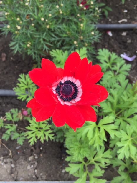 F86E058C-2EC2-4978-9344-45169CB11A1F - GRADINA 2019