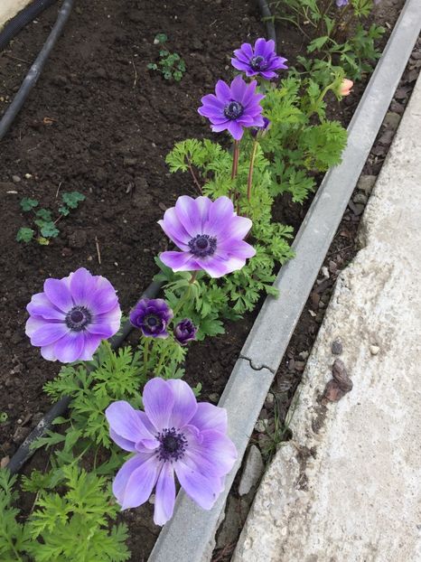 4C21C032-B61B-463C-8B83-4F8BF363AEE7 - GRADINA 2019