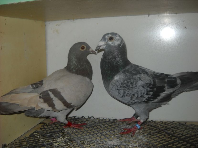  - UNDEVA IN SUCEAVA arhiva