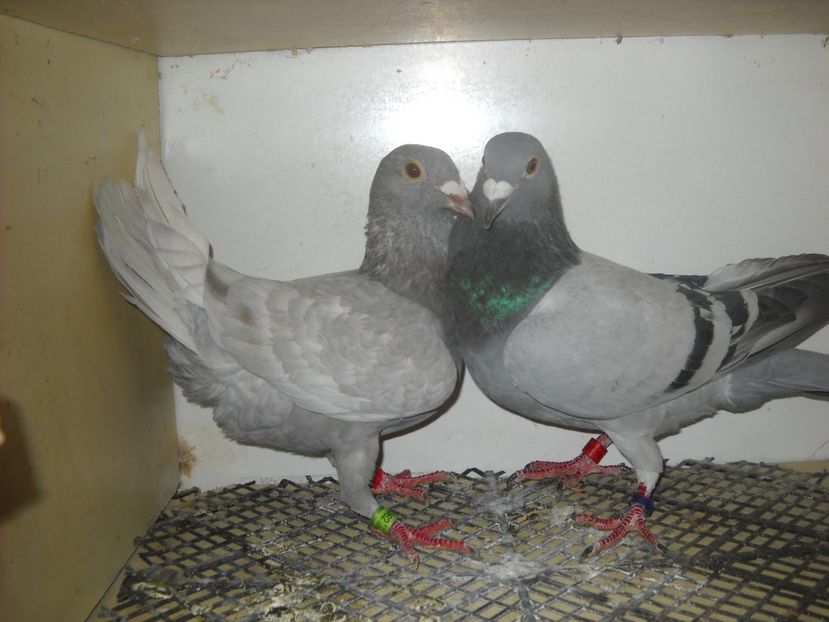  - UNDEVA IN SUCEAVA arhiva