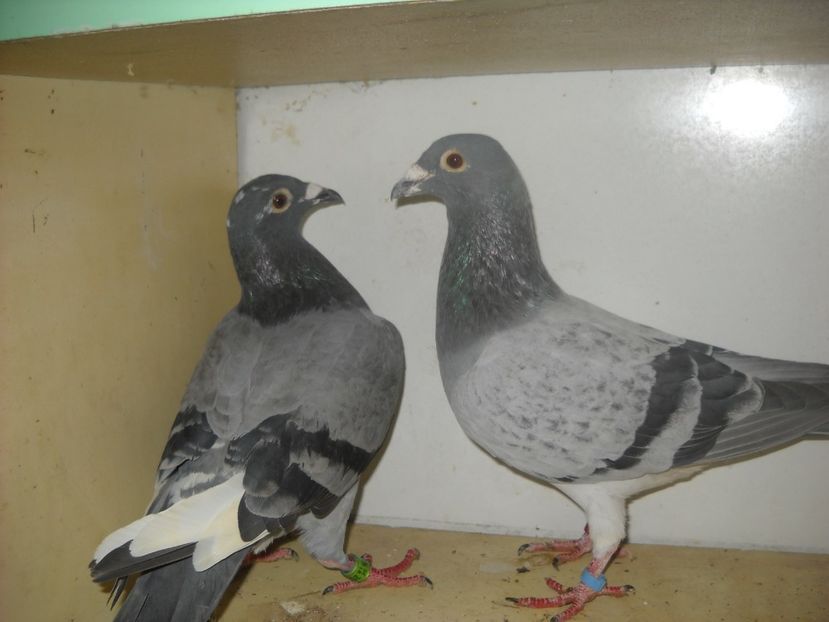  - UNDEVA IN SUCEAVA arhiva