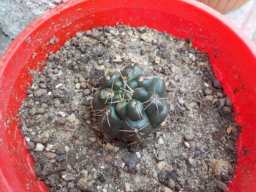  - Genul Gymnocalycium