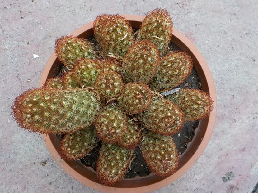  - mammillaria elongata