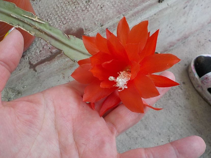  - Genul Epiphyllum