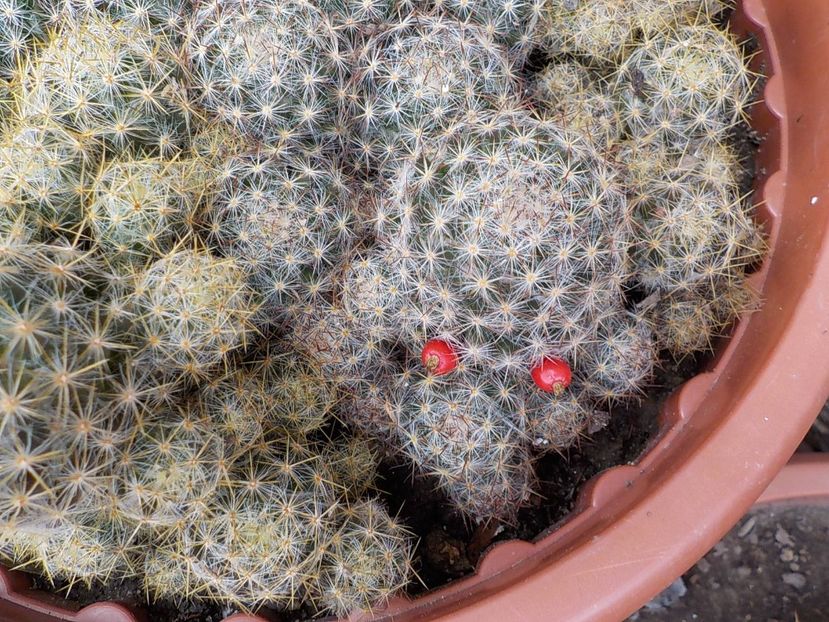  - mammillaria prolifera