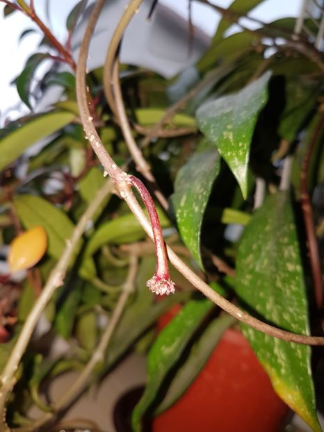  - Pubicalyx silver pink